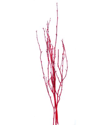 Birch Twigs Red Painted 3-4ft 25/pk