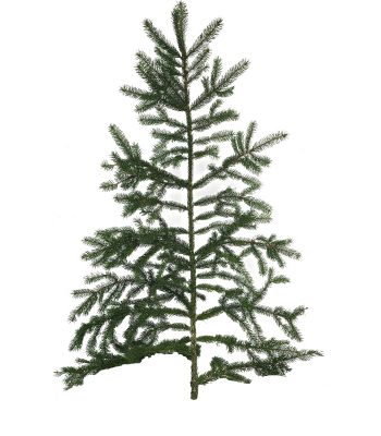 Spruce Christmas Pot Center Branches 4-5ft 15/pk
